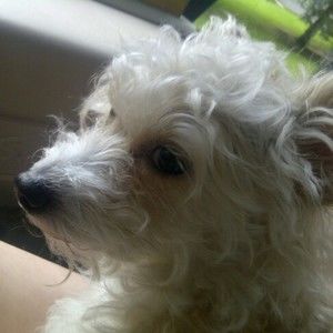 Meet your Posher, Frankie